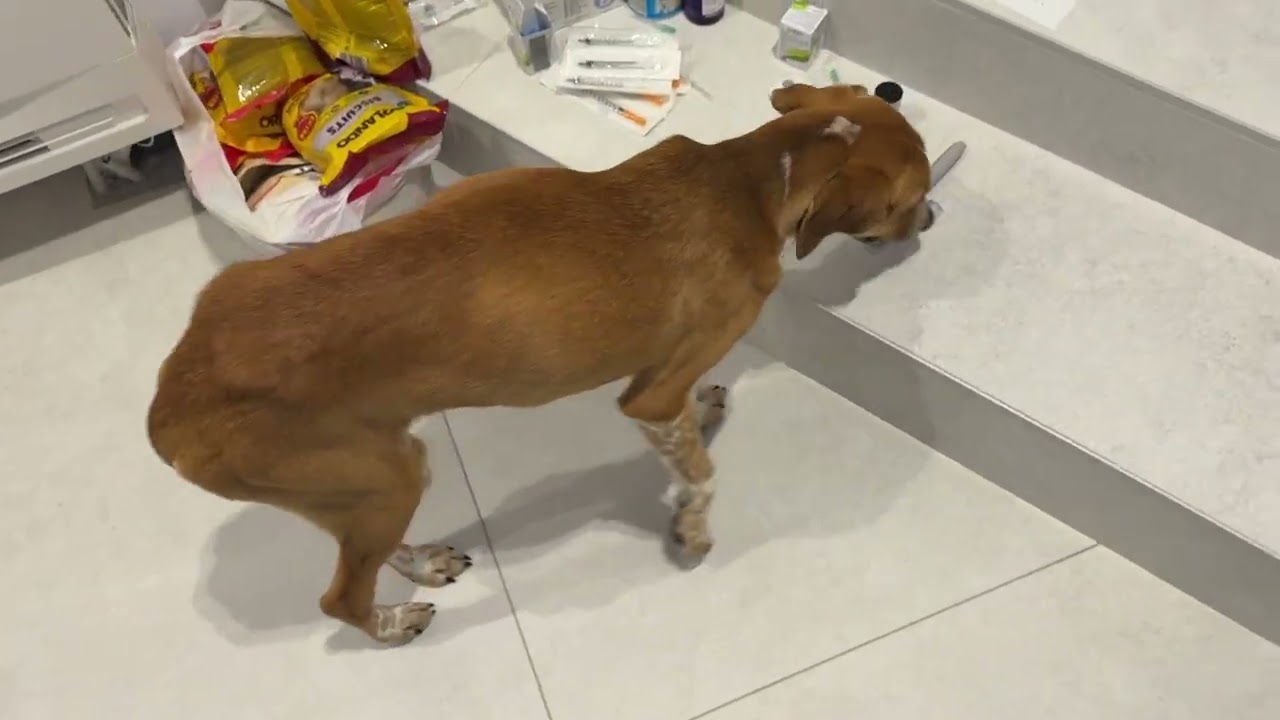 Sweet Luna Before Bed ❤️ She’s Undergoing Treatment - Takis Shelter