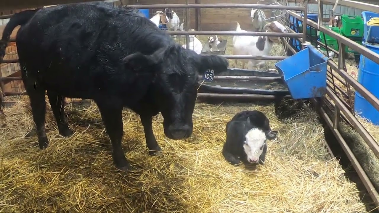 Fescue Farm/Calves and Kids