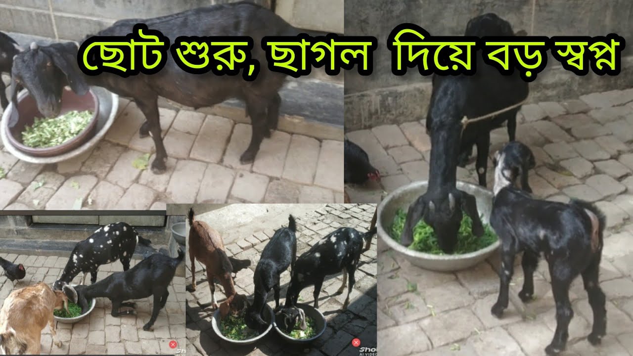 ছোট শুরু,ছাগল দিয়ে বড় স্বপ্ন🐐