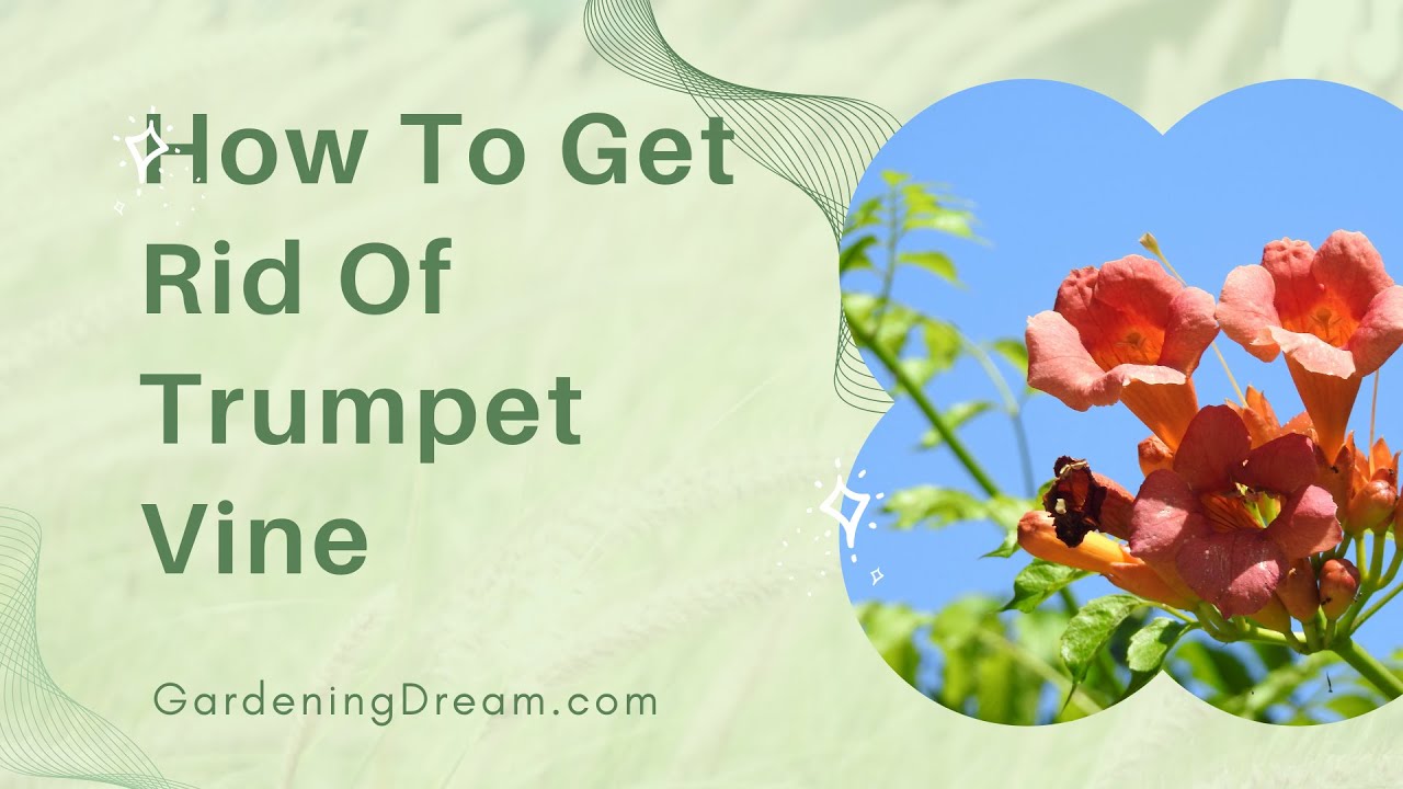 How To Get Rid Of Trumpet Vine