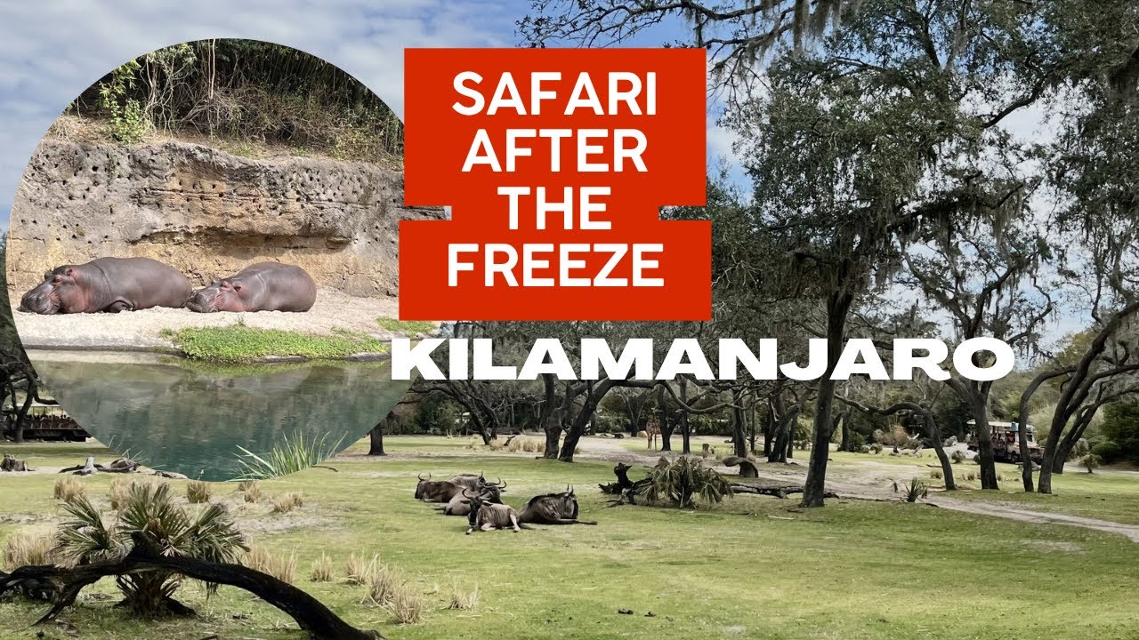 Kilimanjaro Safaris After the 2026 Freeze… What Changed? 🐘❄️ | Animal Kingdom Update