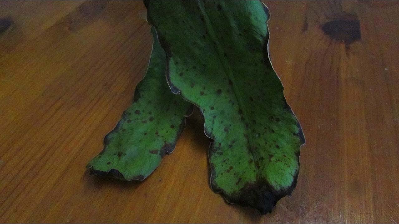 Cold damage on Epiphyllum Cactus and what it looks like