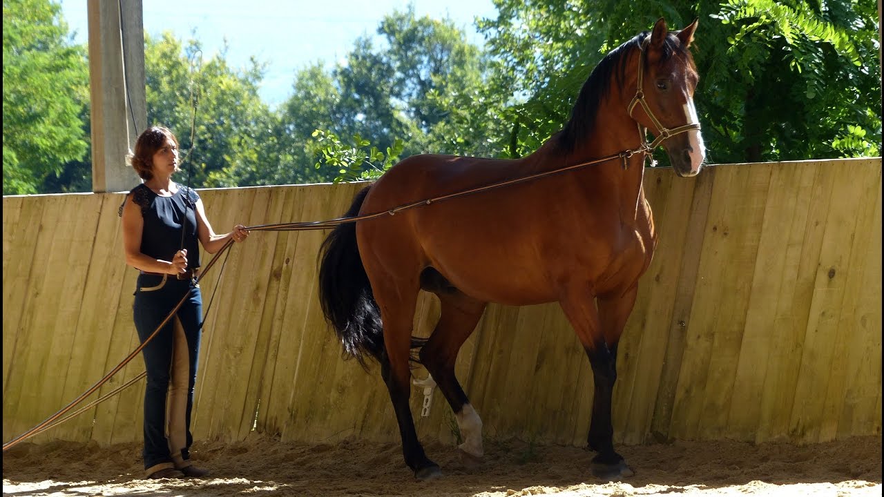 Humains et Chevaux : Vers un nouveau paradigme (Documentaire)