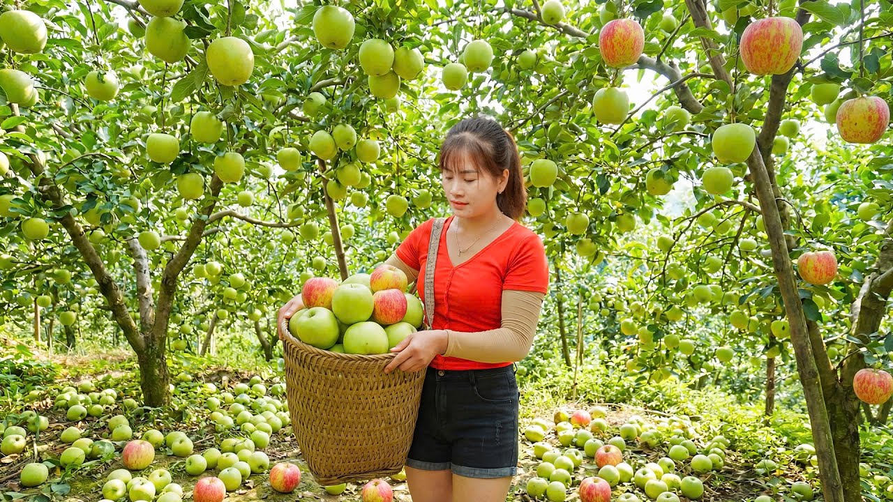 Timelapse – Tet Harvest: Using a New Motorbike to Pick Sweet Apples & Sell | Living With Nature