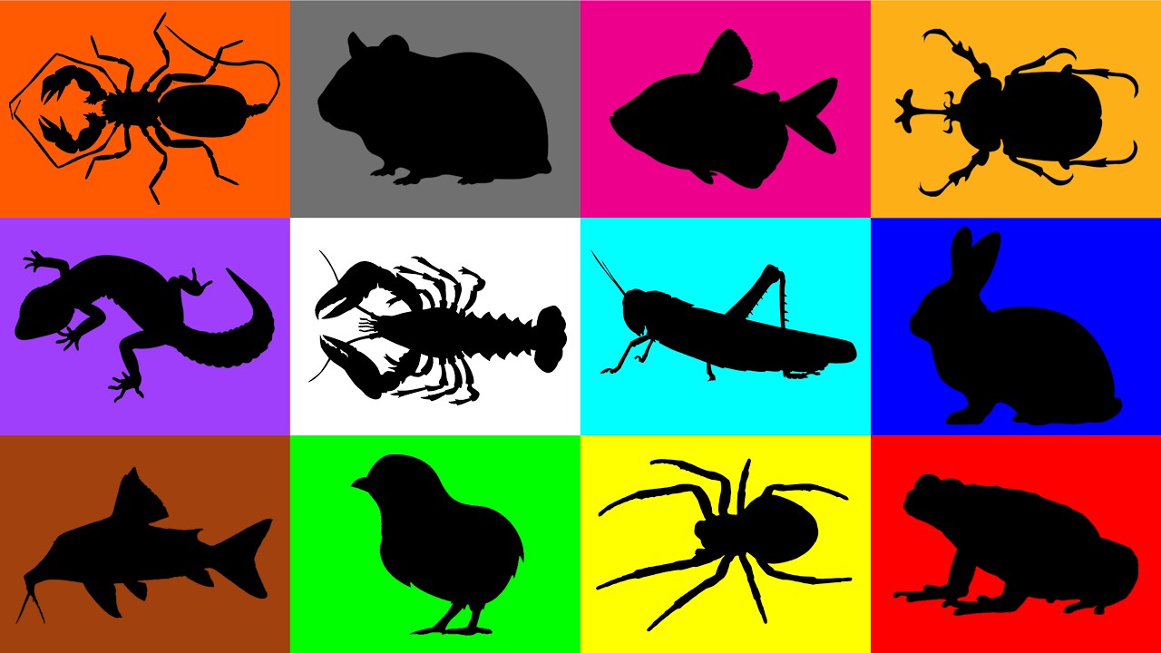 My Pets: Hamster, Gecko, Chick, Rabbit, Horn Beetle, Corydoras, Spider, Frog, GloFish, Grasshopper
