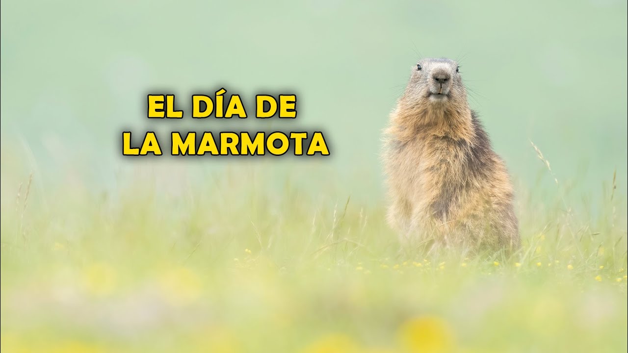 2 de febrero: El Día de la Marmota