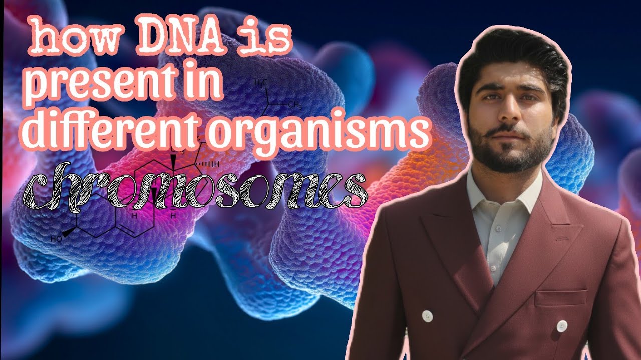 Chromosomes/what is plasmid/how nucleic acid is present in organisms/nucleosomes/chromatin materials