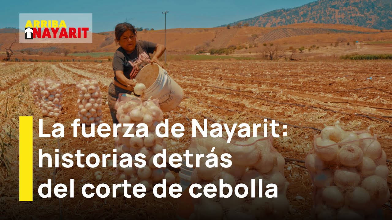 Manos valientes en los campos de cebolla de San Luis de Lozada, Nayarit | Orgullo Nayarita