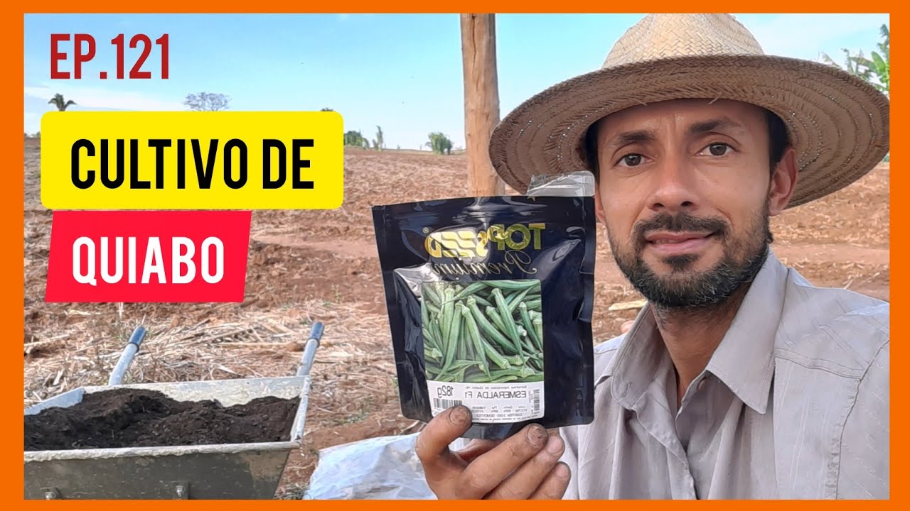 Como plantar quiabo na bandeija/Como fazer mudas de quiabo#Cultivo de quiabo/Gerar renda extra.