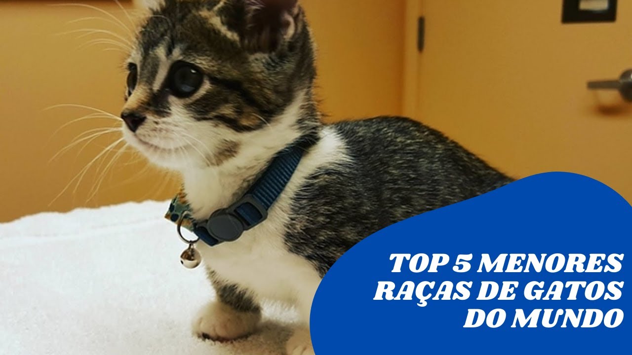 TOP 5 MENORES RAÇAS  DE GATOS DO MUNDO