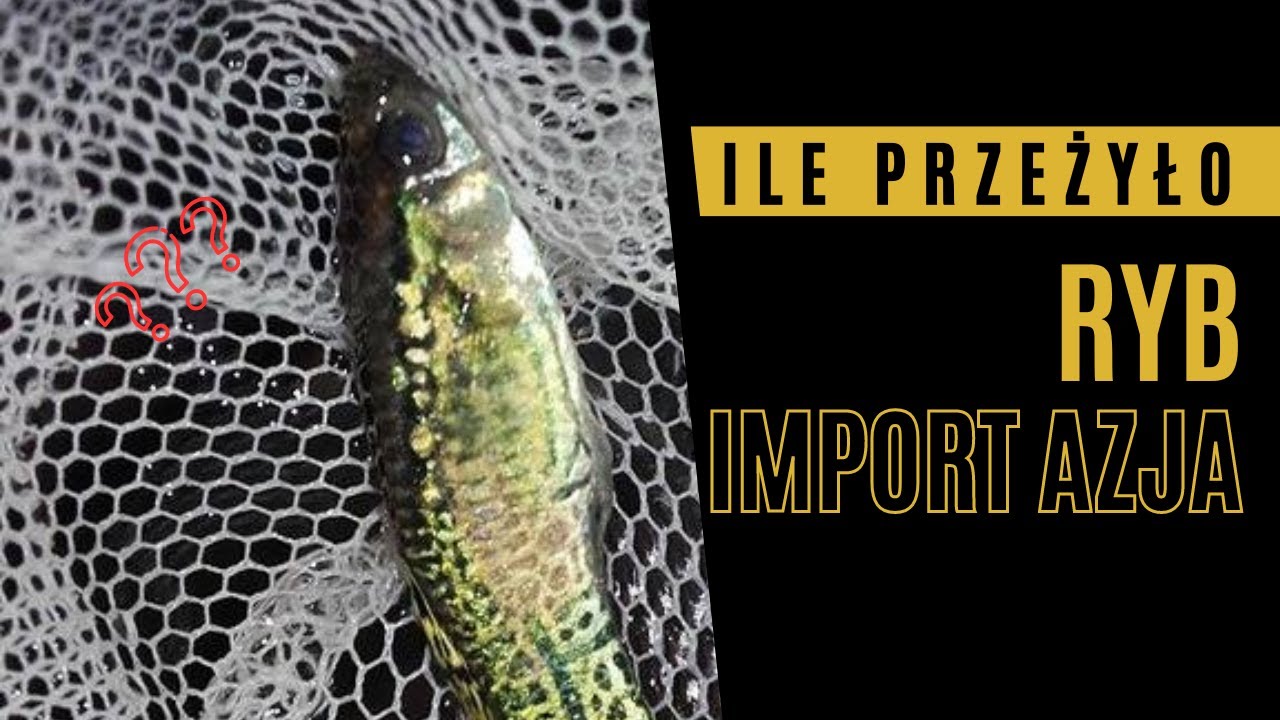 Ile przeżyło ryb .Import Azja.
