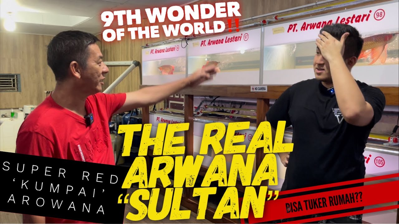Most expensive arowana $85,000 FISH‼️ SuperRed ‘KUMPAI’ Arowana‼️ Nowhere in this world but HERE‼️