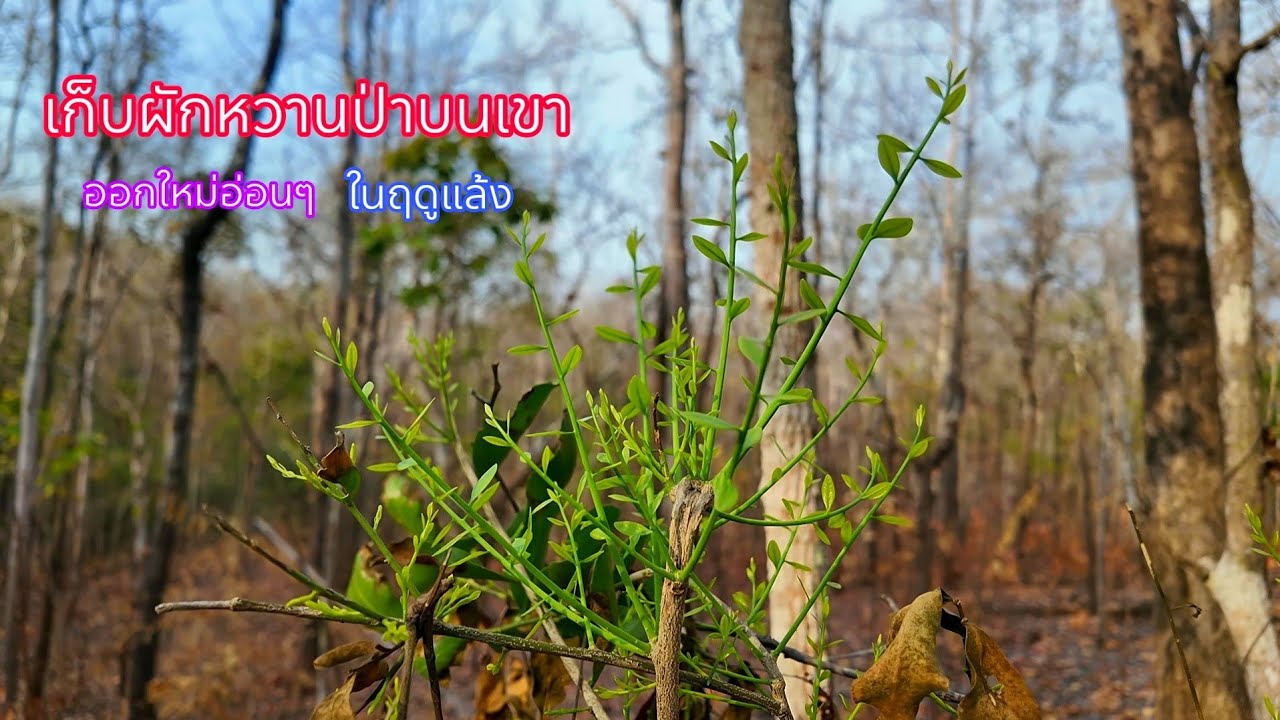 หน้าแล้งหาเก็บผักหวานป่า กำลังออกยอดใหม่อ่อนๆในฤดูแล้งเกือบไม่ได้แกงแล้ววันนี้
