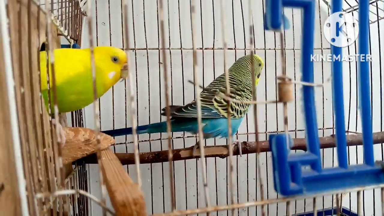 فوائد البطاطا للعصافير الاسترالي