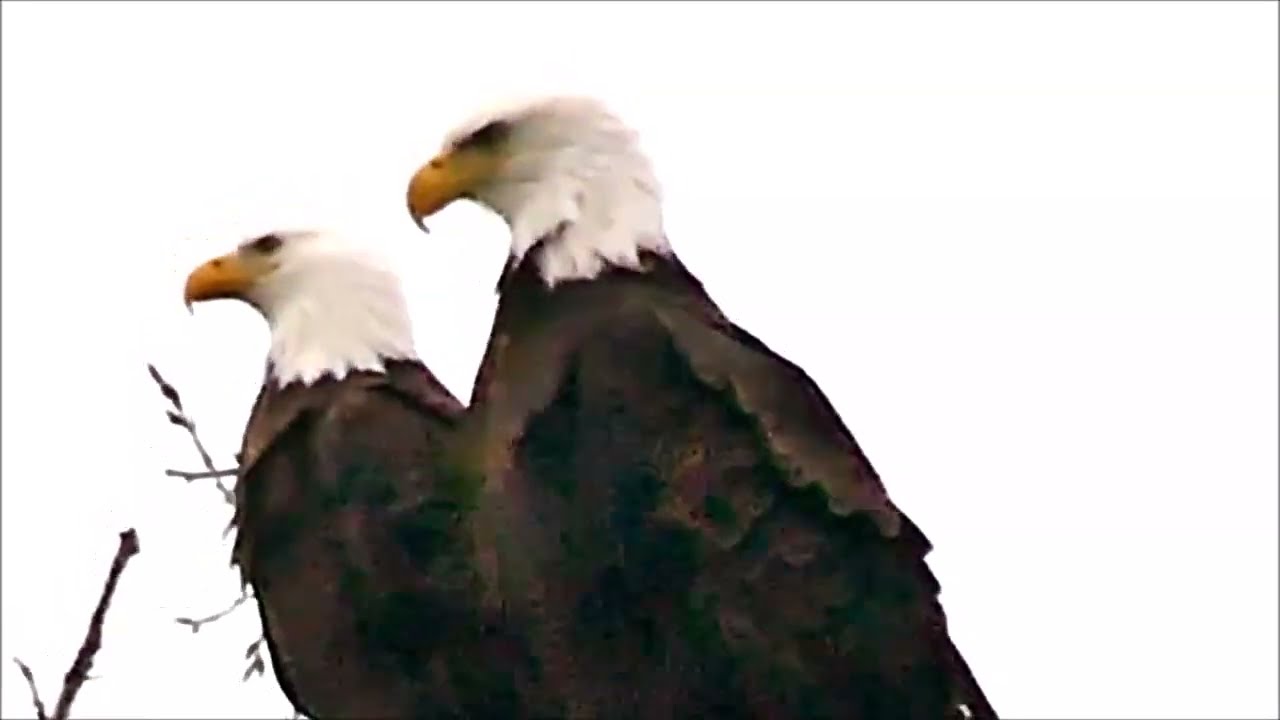 Eagles in conversation. Maybe on a date? Prairie du Sac Dam - January 12, 2023