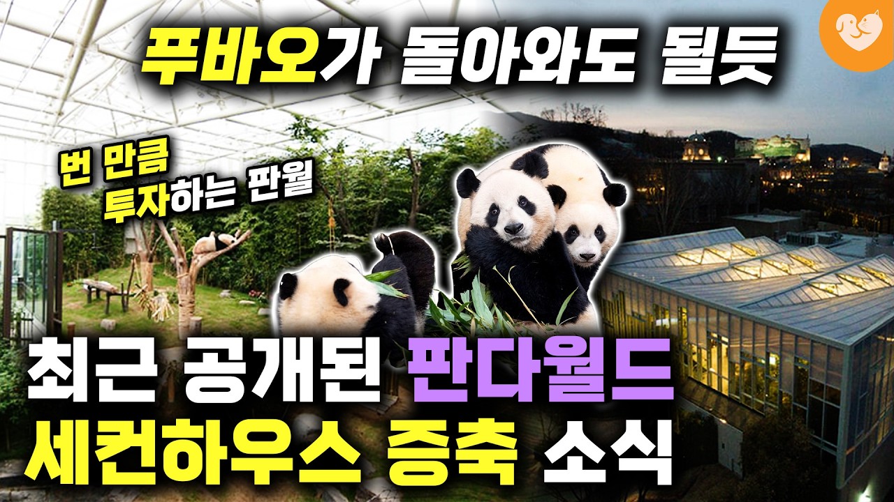 “푸바오가 돌아와도 될듯” 🐼 최근 공개된 판다월드 세컨하우스 증축 소식