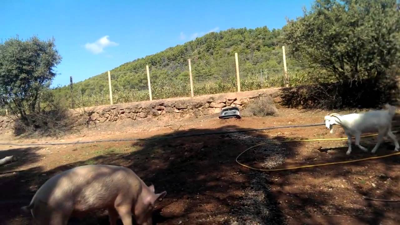 Descubriendo el nuevo santuario: el parque de animales grandes (Subt. Espa&ntilde;ol/English/Deutsch)