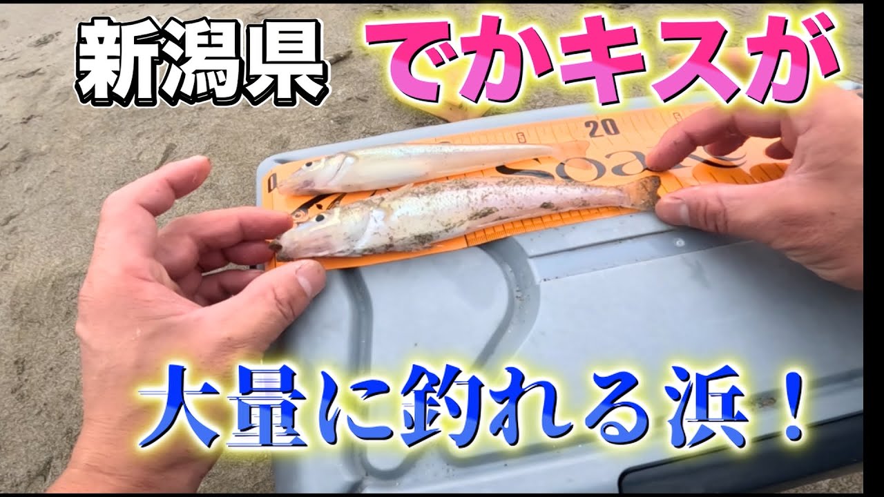 【キス釣り】まさかの大物！？四ツ郷屋浜でキスを狙ってみた