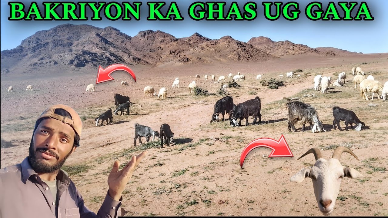 Meri Bakriyon Ko Kya Ho Gaya Pata Ne Nahin 😱 Saudi Arabian 🇸🇦 Pardesi Bhai Vlogs 