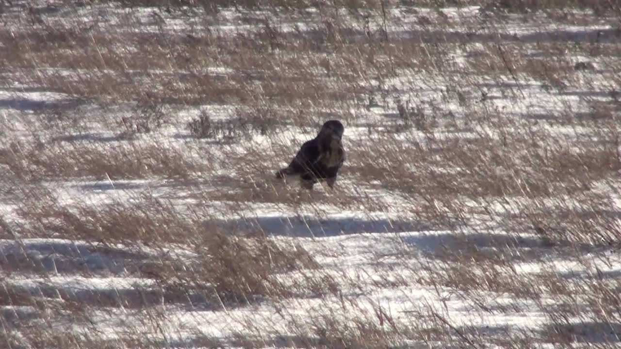 Rough-legged Hawk (Accipitridae: Buteo lagopus) Hunting Behavior