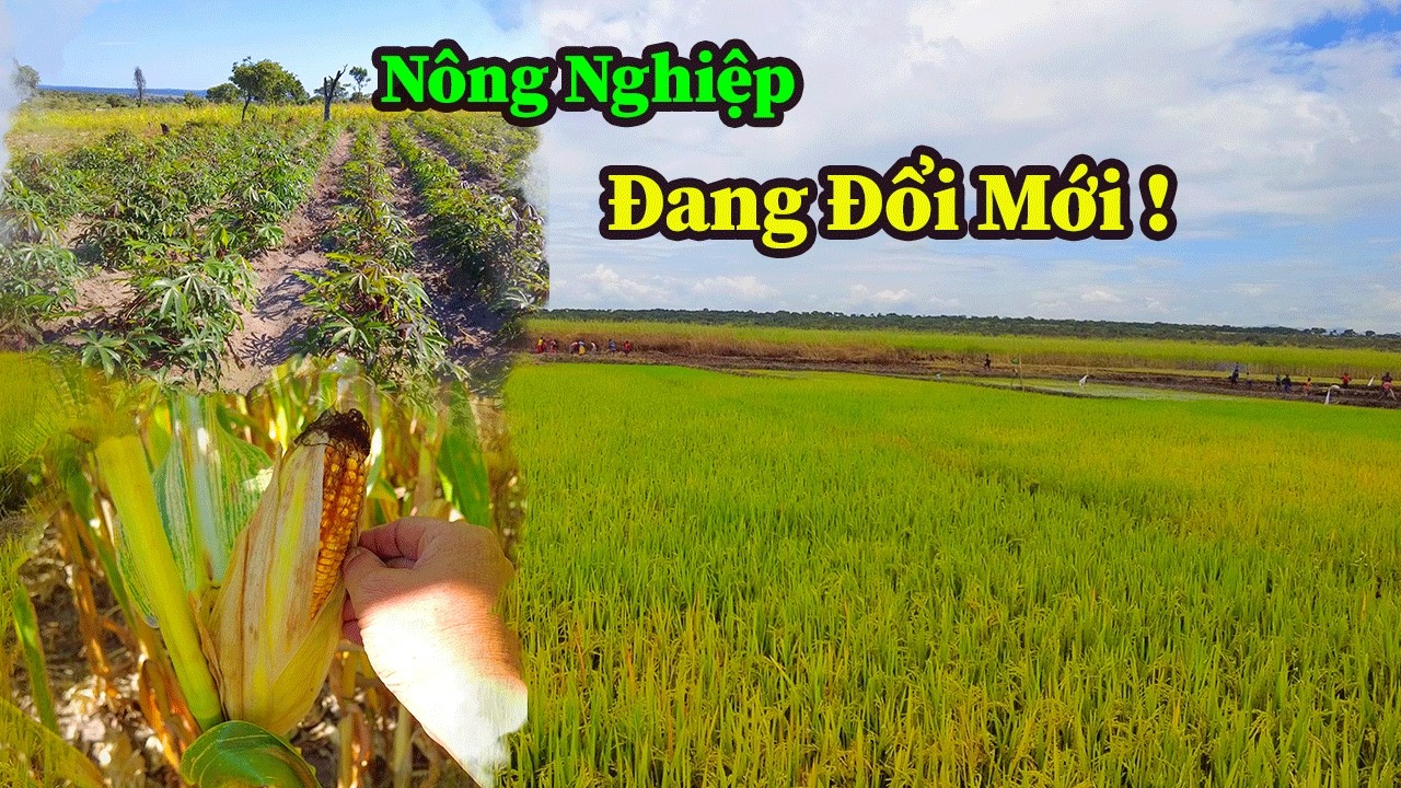Quang Dũng || Nông Nghiệp Của Đội Đang Từng Bước Phát Triển Theo Hướng Tích Cực