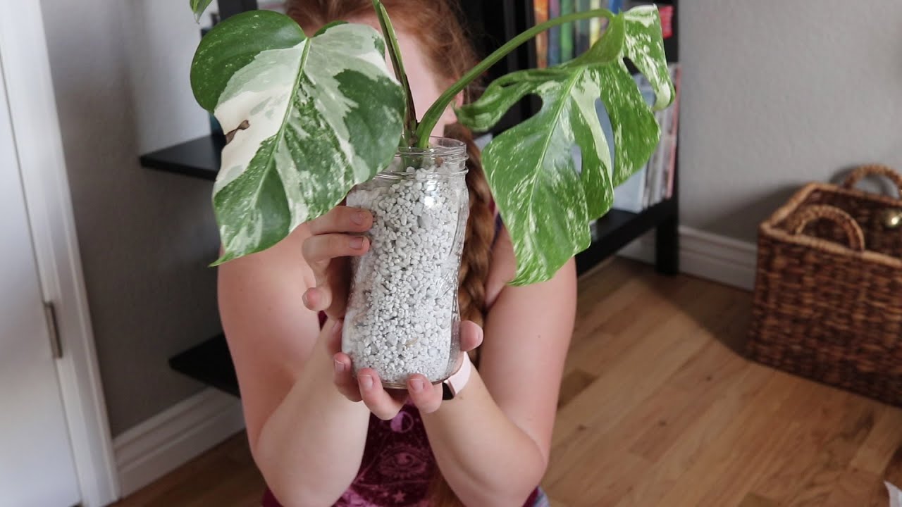 Albo Monstera Propagation in Perlite