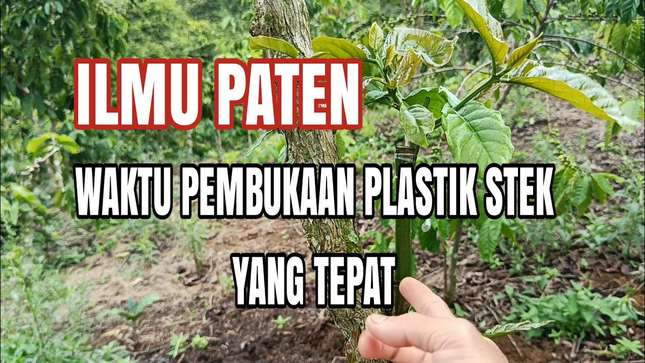 Waktu pembukaan plastik stek kopi dan cara merawat kopi stek//petani alam