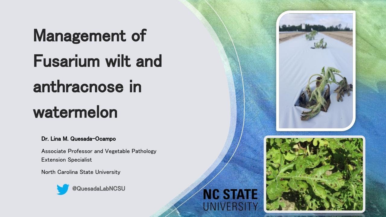 Management of Fusarium wilt and anthracnose in watermelon