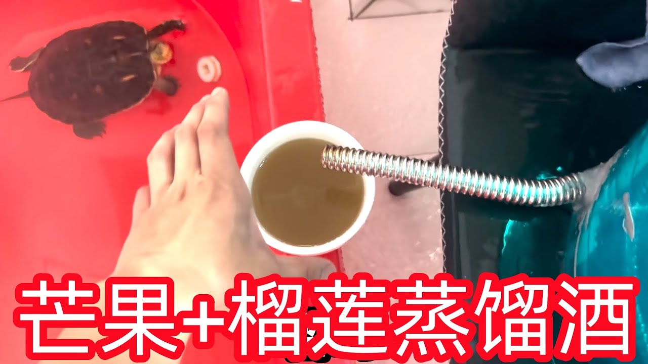 用榴莲+芒果酿成酒是什么味道呢，原来酿酒真的很简单！