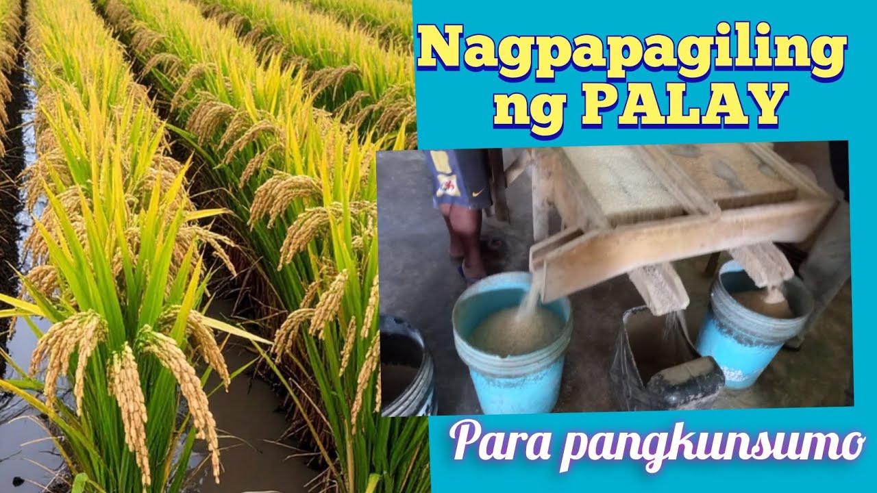MILLED RICE / PANGKOSUMO
