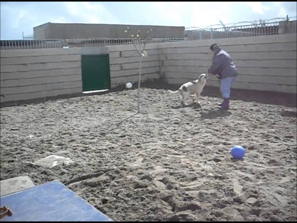 Animalinneed: Video of Abba