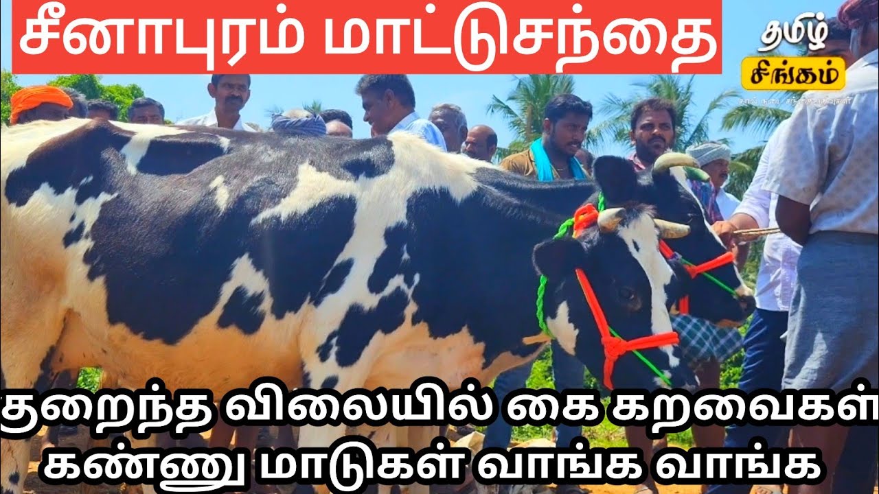 சீனாபரம்மாட்டுசந்தை குறைந்த விலையில் கை கறவை கண்ணு மாடுகள் வாங்க சீனாபுரம் சந்தைக்கு வாங்க #cow 