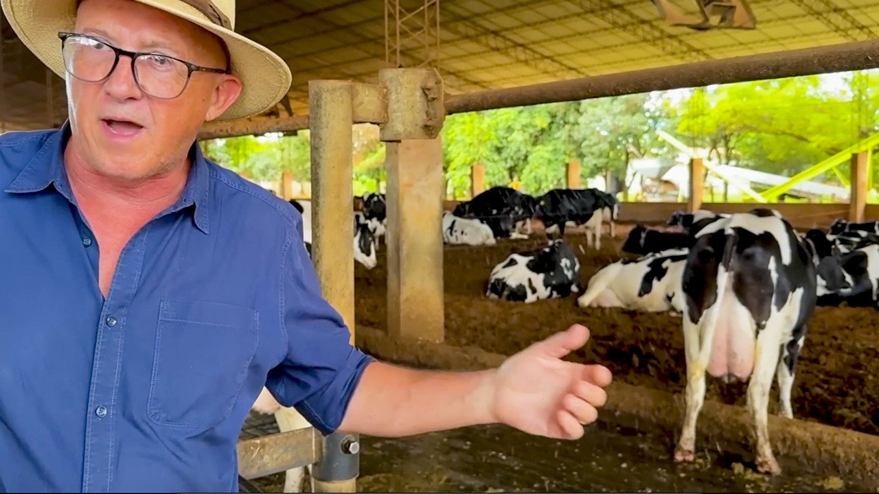 CÓMO PRODUCIR 37 LITROS/DÍA POR VACA EN SISTEMA COMPOST BARN EN PARAGUAY 🇵🇾