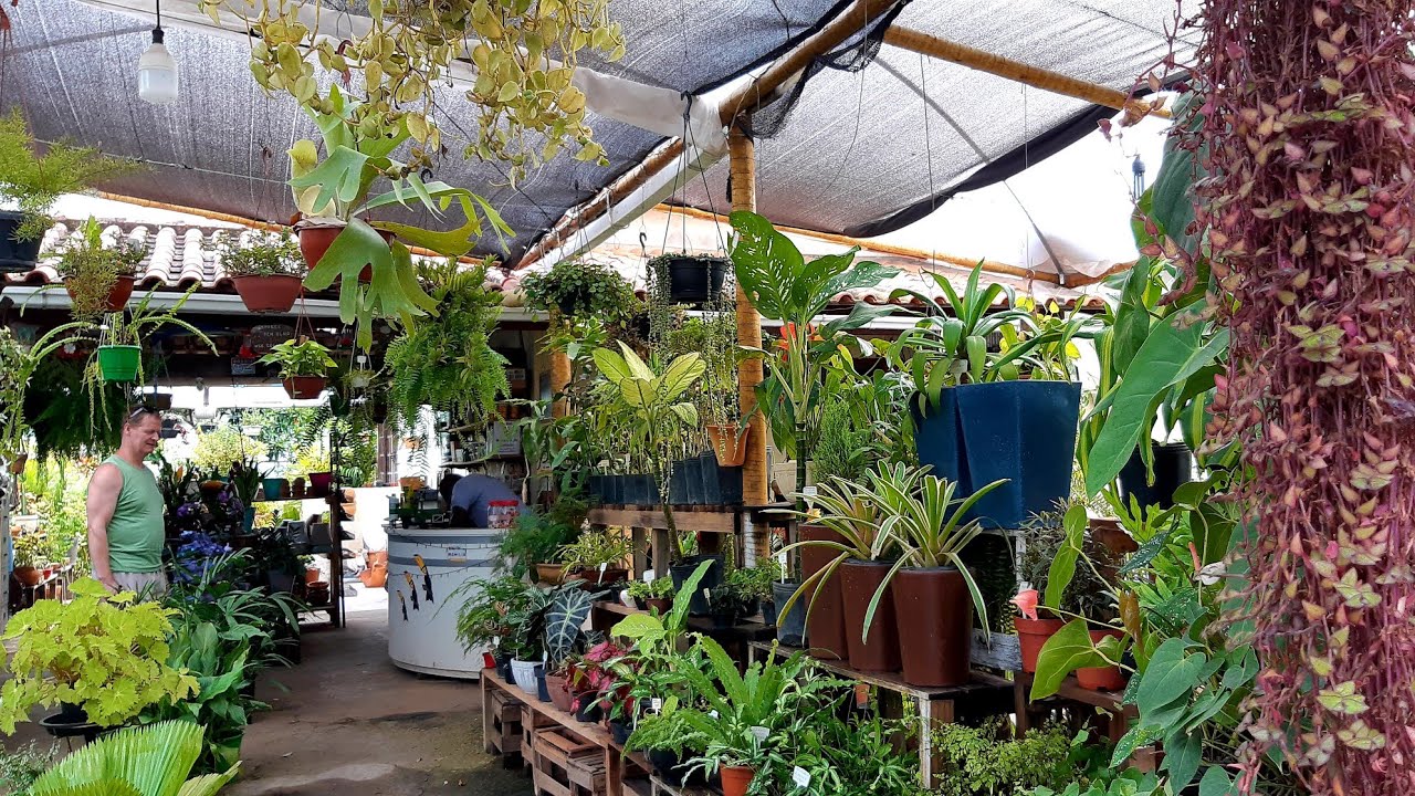 CANTINHO DAS PLANTAS/ ENCONTREI MUITAS SAMAMBAIAS
