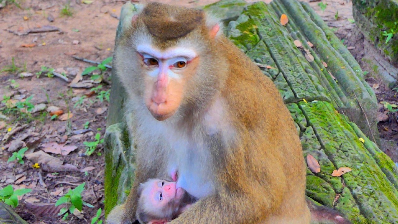 Lovely female monkey Luna breastfeeds her baby