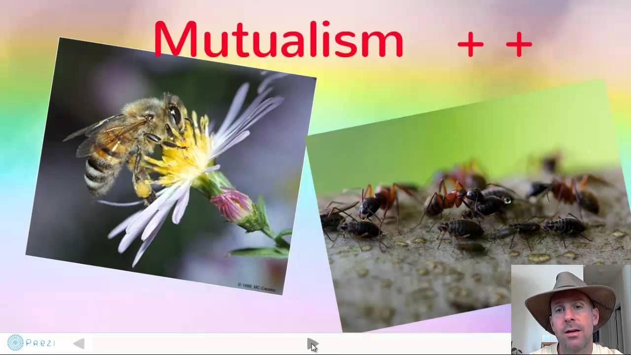 Ecological Interactions