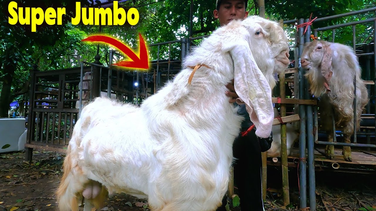 Review Harga Kambing Qurban Super Jumbo Di Jakarta