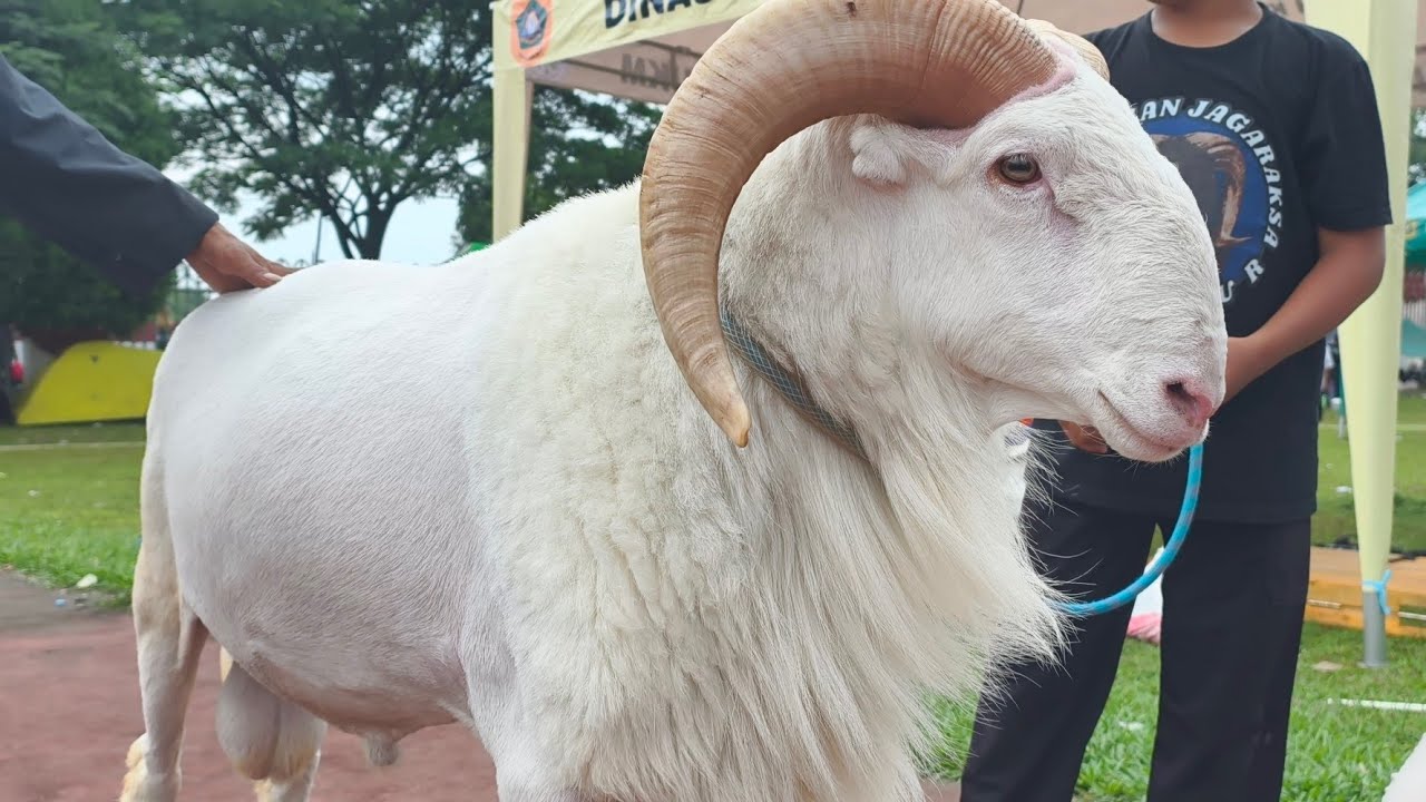 Domba Garut Terbesar Bobot Tembus 1 Kwintal Up