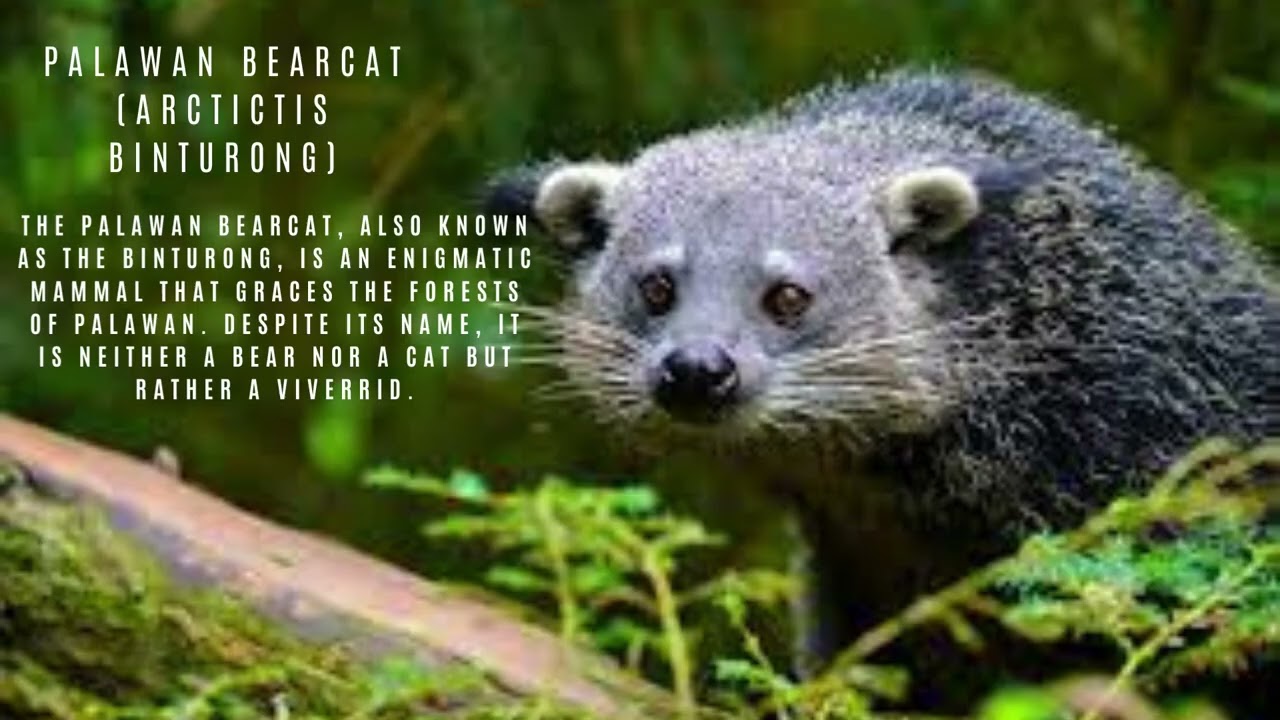 Palawan Wildlife Wonders Exploring the Diverse Fauna of Palawan Island