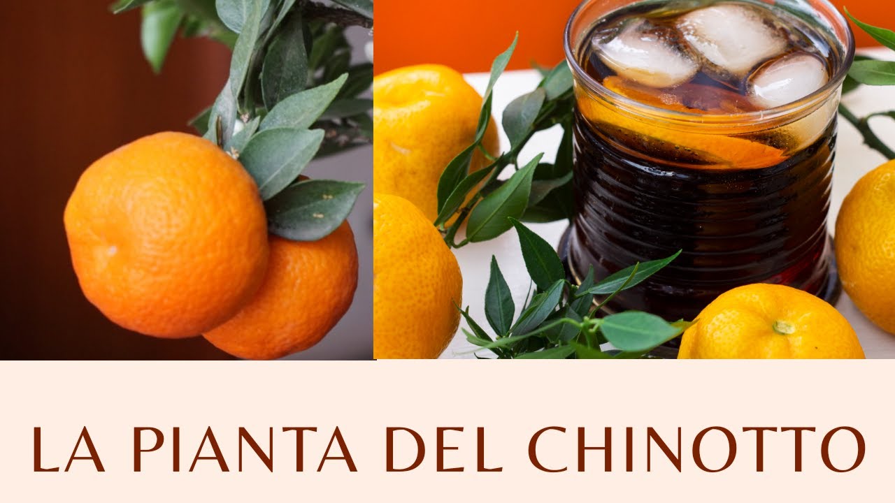 La pianta del Chinotto - Agrumi Lenzi