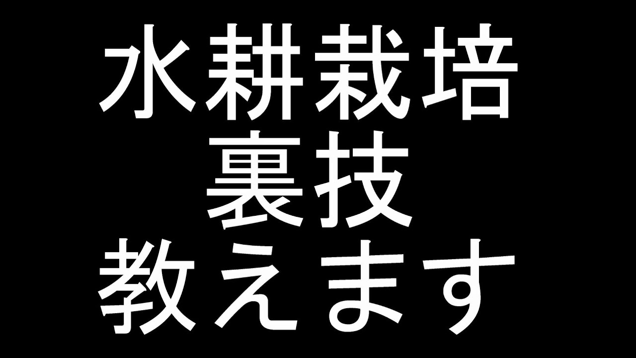 【野菜の水耕栽培】水耕栽培の裏技教えます！野菜の成長率が簡単にアップする方法