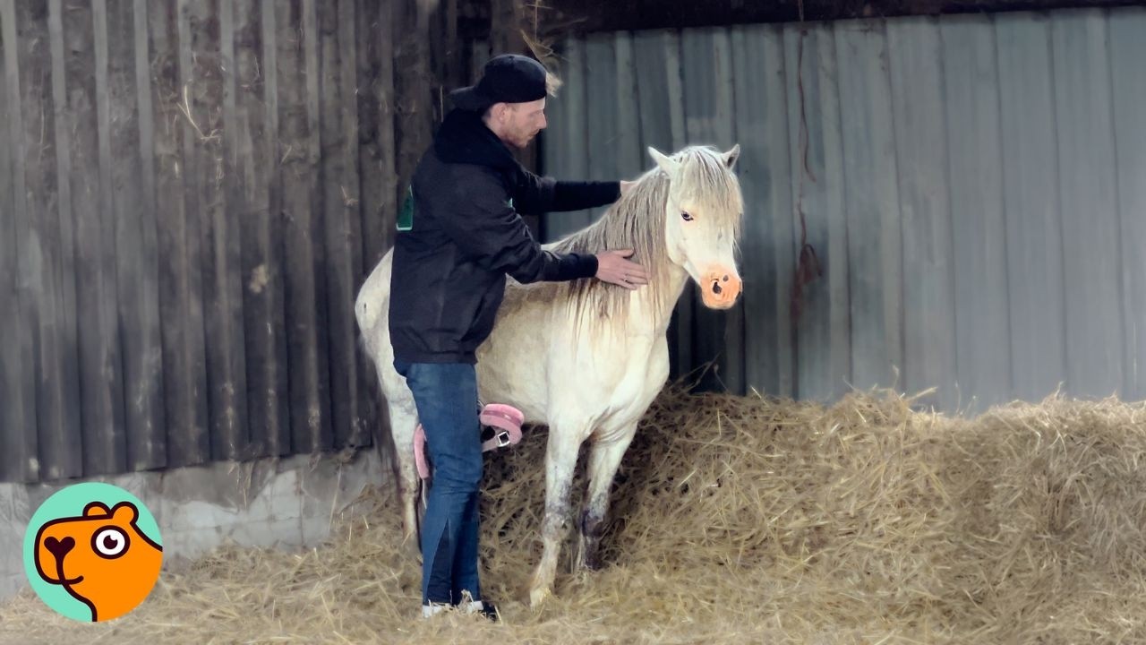 Wild Horse Rescued in Time. Then Something Beautiful Happened | Cuddle Buddies