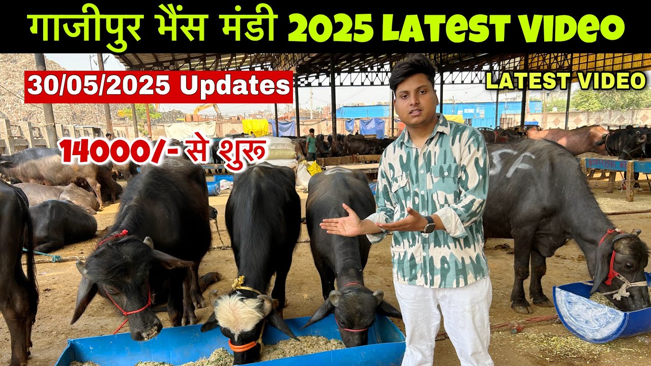Gazipur Bhains Mandi 2025 Latest Video | Delhi Gazipur Bhains Mandi | 2025 Gazipur Bhains Mandi