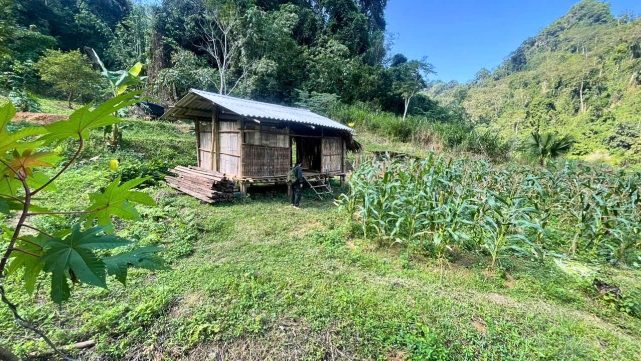 Returning to the old home in the deep forest. Starting a new life in the forest