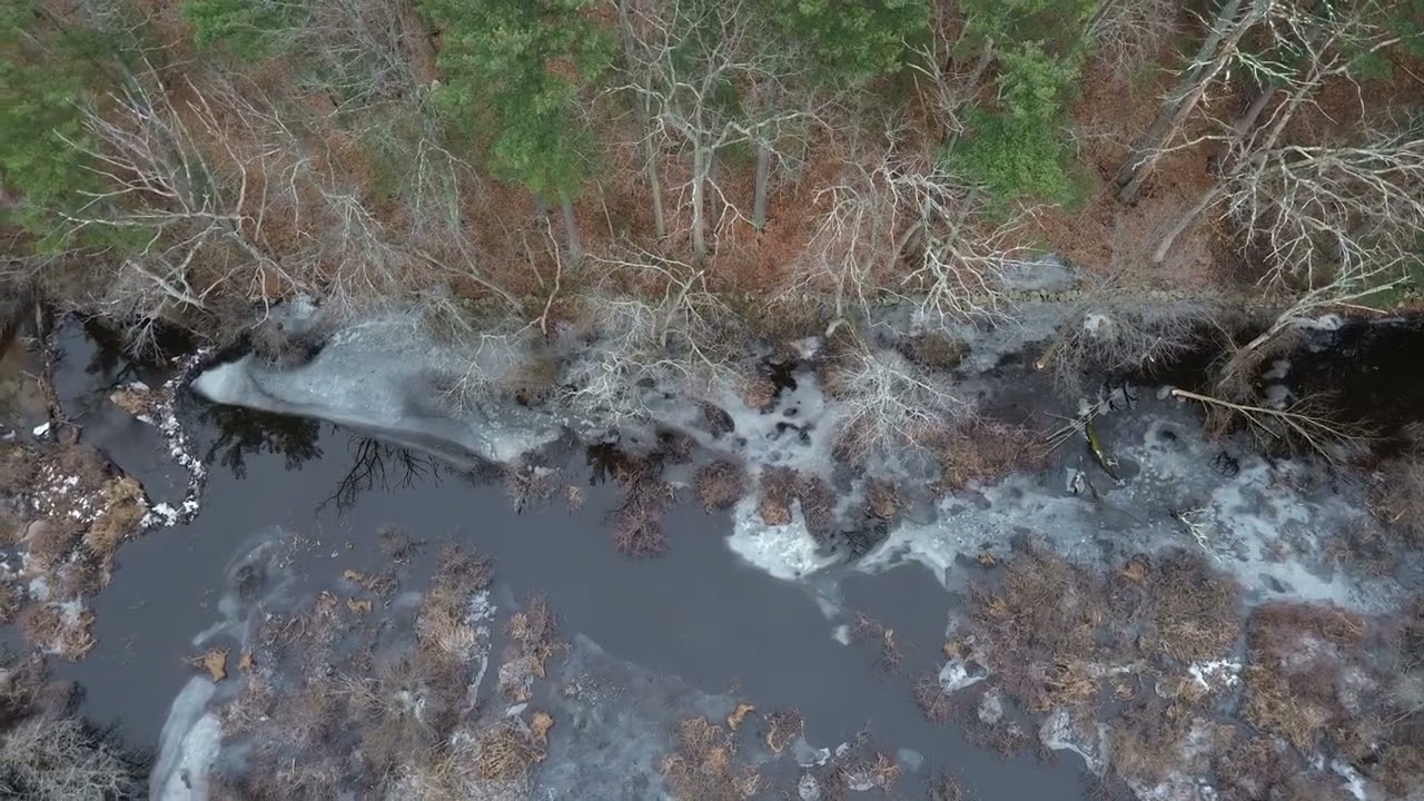 Beaver Found on the Shawsheen at Meadowbrook