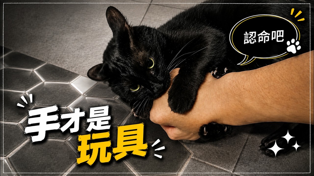 真喵Show 😼｜誰准你們摸我？火箭屁貓 × 親子反擊戰