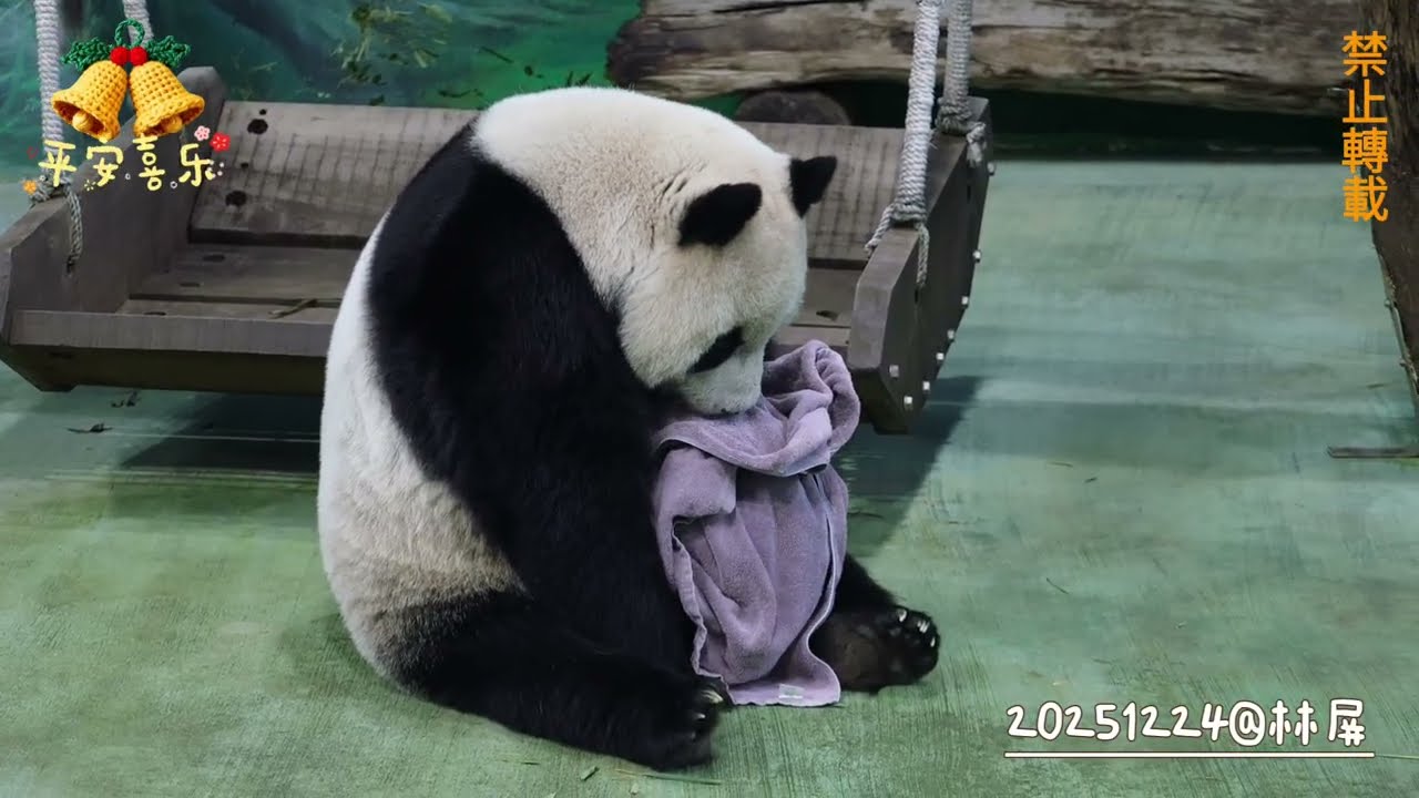 圓仔公主的聖誕禮物是~毛巾藏最愛！20251224