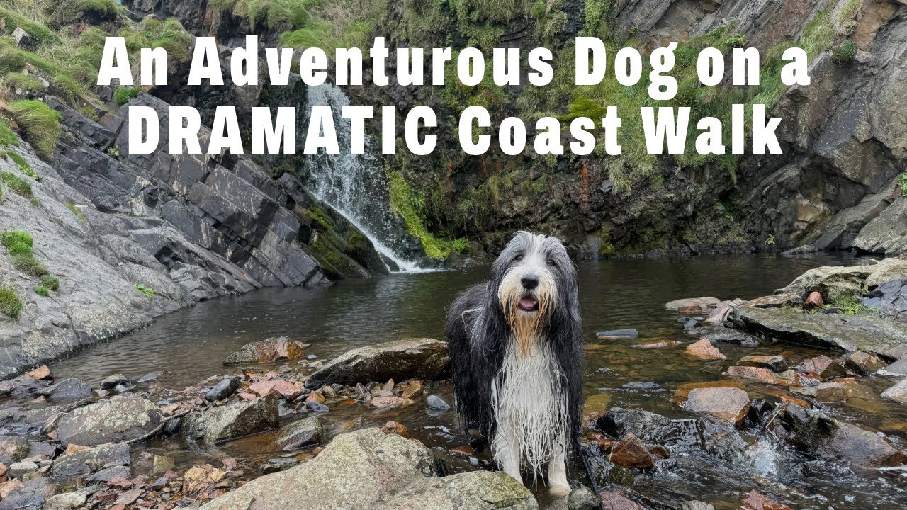 Devon’s DRAMATIC Coast with our Dog | Hartland Point to Hartland Quay