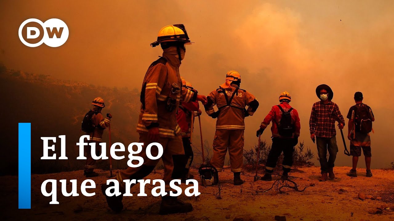Los árboles de Hiroshima, símbolo de duelo y esperanza tras los trágicos incendios en Chile