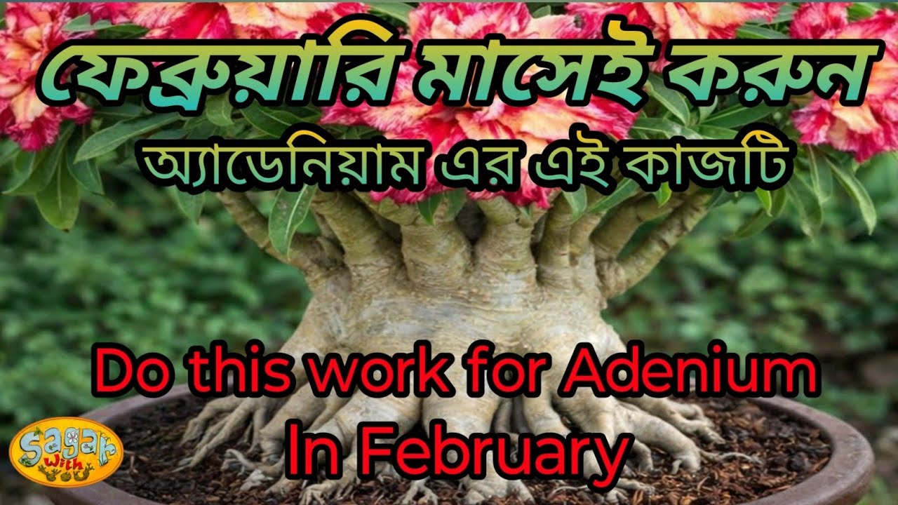 ফেব্রুয়ারি মাসে অ্যাডেনিয়ামের বিশেষ পরিচর্যা || Special Care For Adenium In February ||